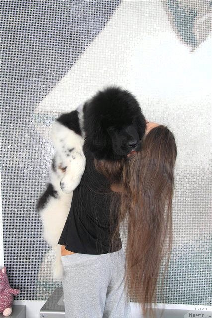 Фото: ньюфаундленд CHernyiy SHarm Vellington (Черный Шарм Веллингтон)