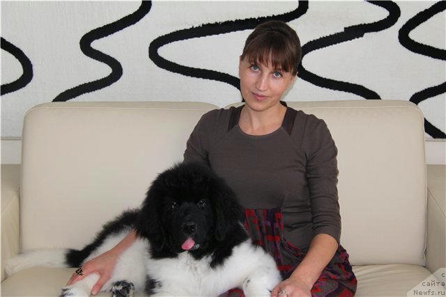 Фото: ньюфаундленд CHernyiy SHarm Vellington (Черный Шарм Веллингтон)