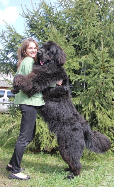 Фото: ньюфаундленд Pitern'yuf Everest (Питерньюф Еверест), Margarita Dolotova (Маргарита Долотова)