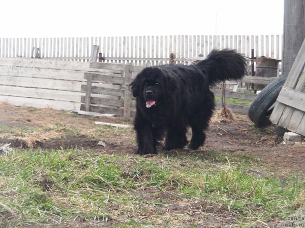 Фото: ньюфаундленд N'yufort Magiya Lyubvi (Ньюфорт Магия Любви)