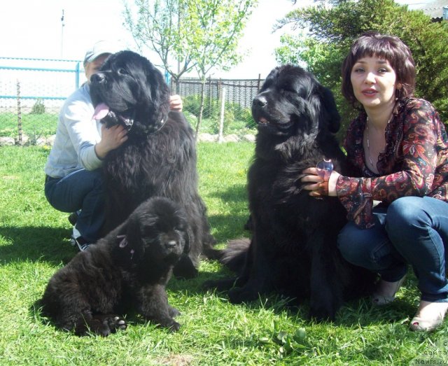 Фото: Tat'yana Kugel' (Татьяна Кугель), ньюфаундленд Pchiolkin Dom Veniamin (Пчёлкин Дом Вениамин), ньюфаундленд Tujur Bel' (Тужур Бель), ньюфаундленд CHudnaya Krasavica (Чудная Красавица)