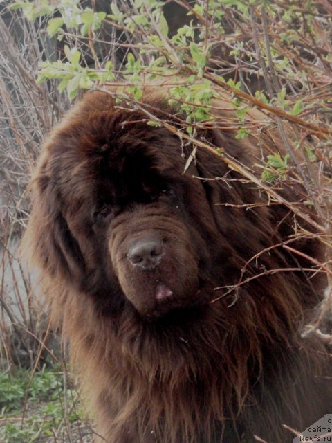 Фото: ньюфаундленд Super Premium Brabus (Супер Премиум Брабус)