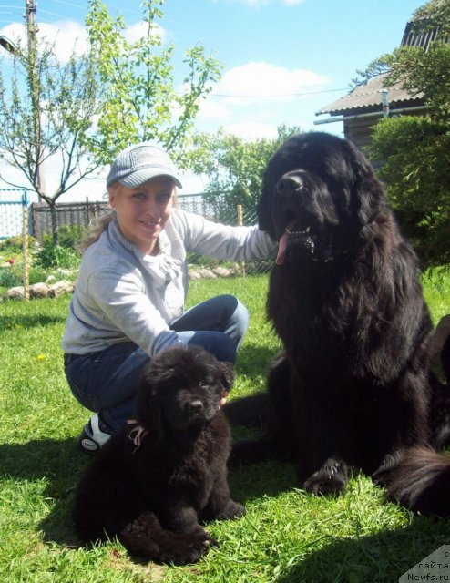 Фото: ньюфаундленд Pchiolkin Dom Veniamin (Пчёлкин Дом Вениамин), ньюфаундленд Tujur Bel' (Тужур Бель), Tat'yana Kugel' (Татьяна Кугель)