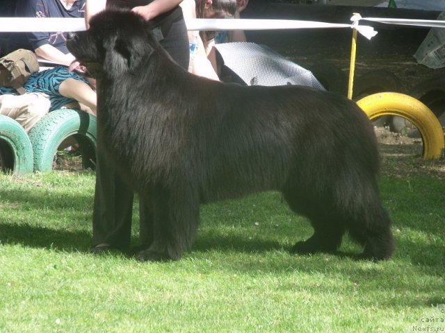Фото: ньюфаундленд Matvey s Berega Dona (Матвей с Берега Дона)