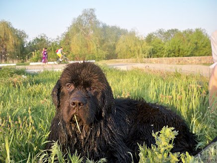 Фото: ньюфаундленд Velyke Malyatko Rytm Sertsya
