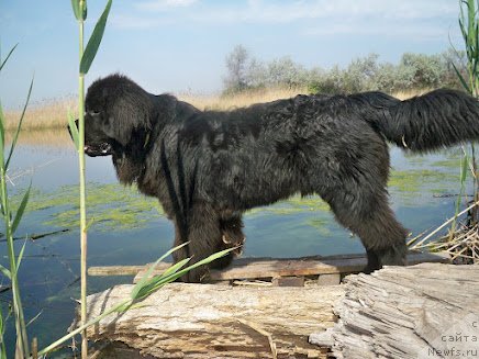 Фото: ньюфаундленд Velyke Malyatko Rytm Sertsya