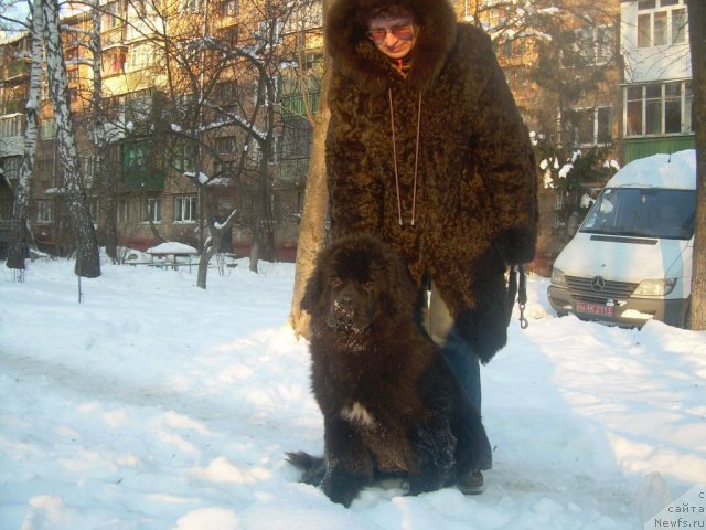 Фото: ньюфаундленд Velyke Malyatko Ruta Plavuсha Vedmedytsуa