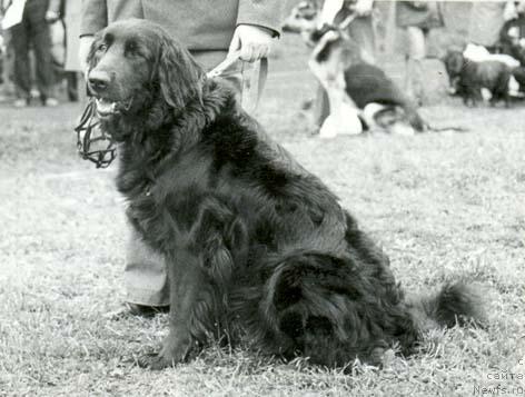 Фото: ньюфаундленд Bekki (Бекки)