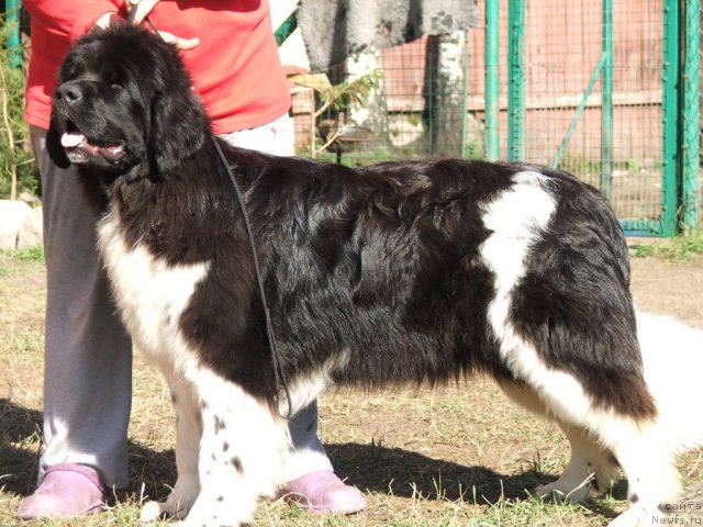 Фото: ньюфаундленд Plushevaya Panda Ulybka Ledi Scharm (Плюшевая Панда Улыбка Леди Шарм)
