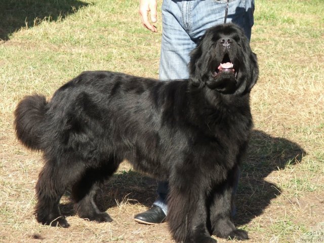 Фото: ньюфаундленд Plushevaya Panda Roskoshnaya Lady Diana (Плюшевая Панда Роскошная Леди Диана)