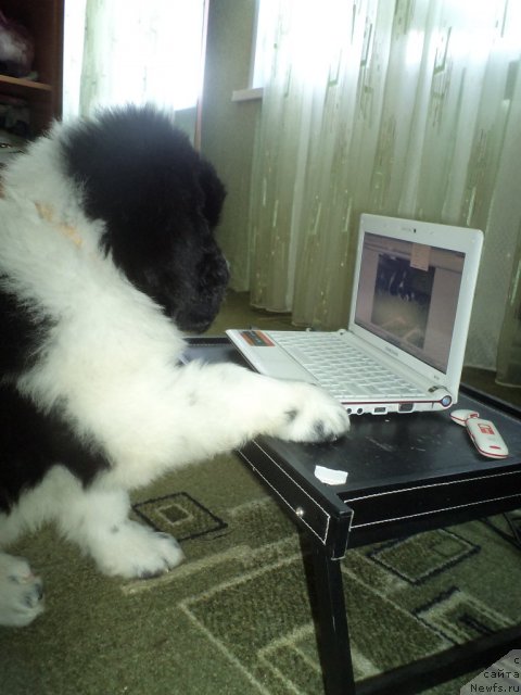 Фото: ньюфаундленд Pitern'yuf Hubba-Bubba (Питерньюф Хубба-Бубба)