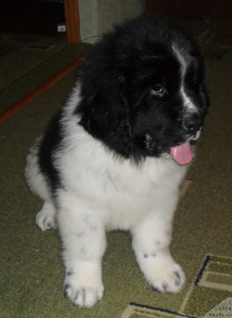 Фото: ньюфаундленд Pitern'yuf Hubba-Bubba (Питерньюф Хубба-Бубба)