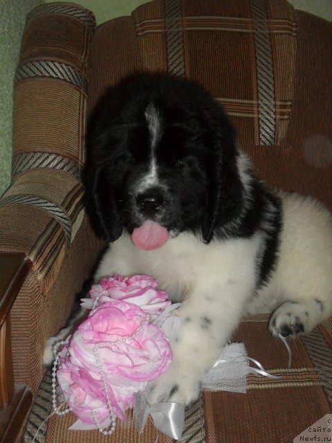 Фото: ньюфаундленд Pitern'yuf Hubba-Bubba (Питерньюф Хубба-Бубба)