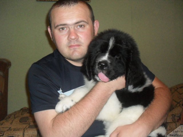 Фото: ньюфаундленд Pitern'yuf Hubba-Bubba (Питерньюф Хубба-Бубба), Vladimir Slepchenko (Владимир Слепченко)