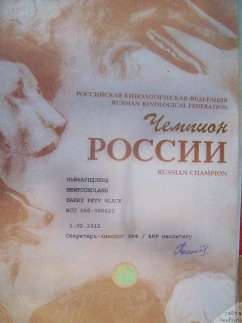 Фото: ньюфаундленд Barry Peyv Black (Барри Пейв Блэк)