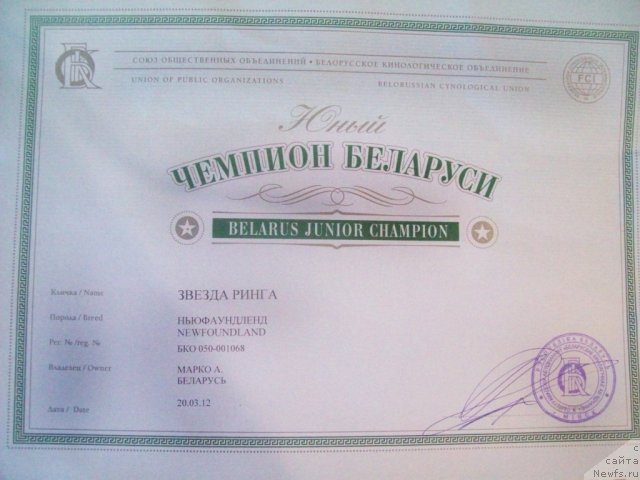 Фото: ньюфаундленд Zvezda Ringa (Звезда Ринга)