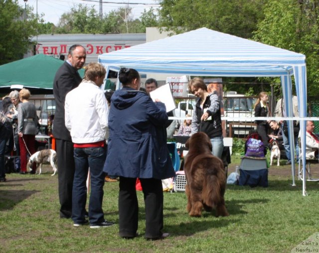 Фото: ньюфаундленд Chernyi Sharm Angel'skaya Krasota (Черный Шарм Ангельская Красота)