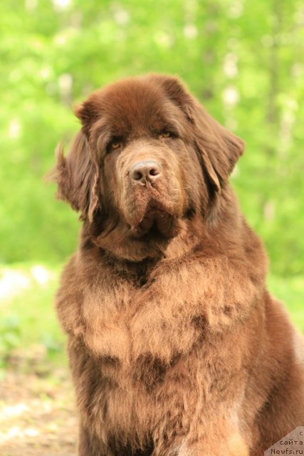 Фото: ньюфаундленд Chernyi Sharm Angel'skaya Krasota (Черный Шарм Ангельская Красота)