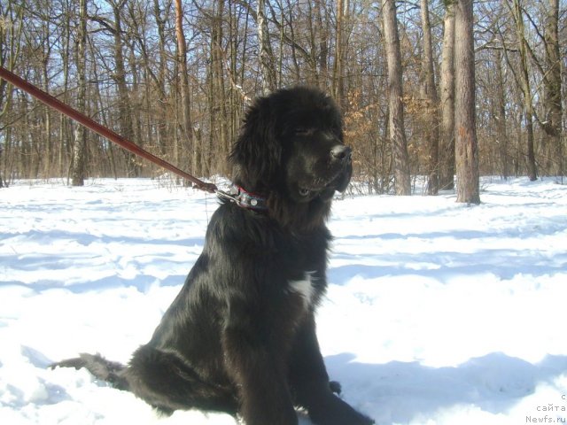 Фото: ньюфаундленд Velyke Malyatko Ranok Udaсhi