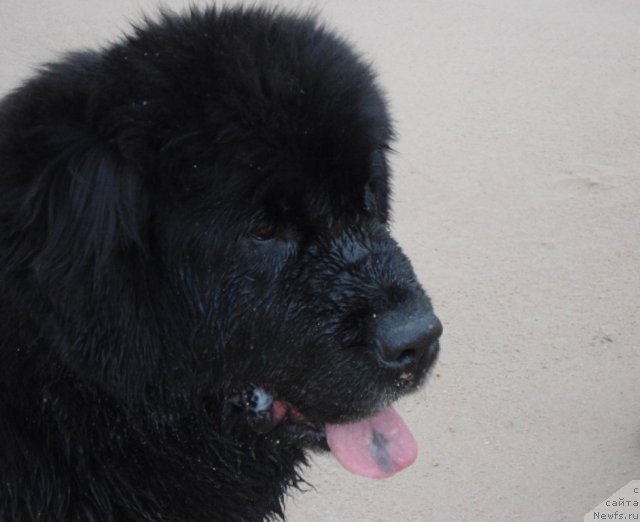 Фото: ньюфаундленд Zvezda Rostova s Berega Dona (Звезда Ростова с Берега Дона)