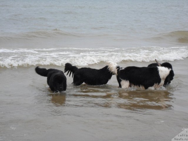 Фото: ньюфаундленд Zvezda Rostova s Berega Dona (Звезда Ростова с Берега Дона), ньюфаундленд Sazha s Berega Dona (Сажа с Берега Дона), ньюфаундленд Zidan Clark Zvezdnij Dar, ньюфаундленд Zvezdnij Dar Agassi (Звездный Дар Агасси)