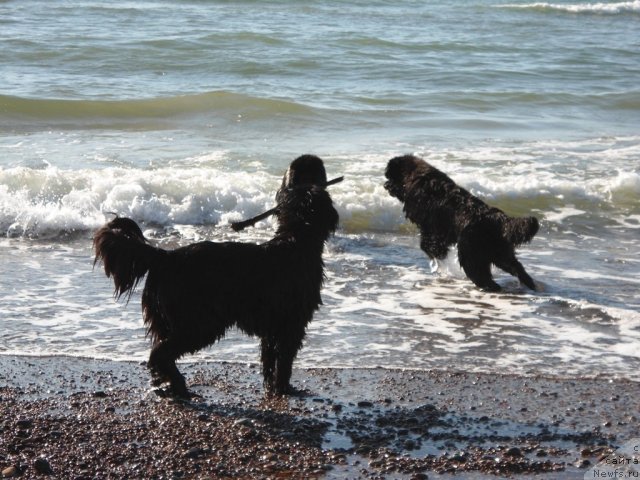 Фото: ньюфаундленд Sazha s Berega Dona (Сажа с Берега Дона), ньюфаундленд Zvezdnij Dar Agassi (Звездный Дар Агасси), ньюфаундленд Zidan Clark Zvezdnij Dar