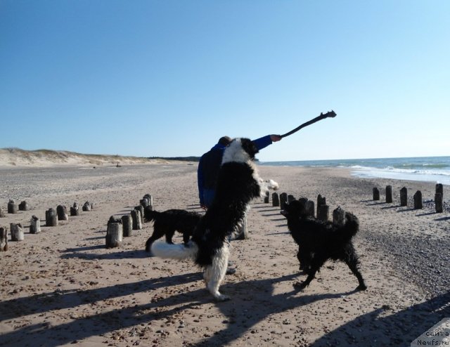 Фото: ньюфаундленд Zidan Clark Zvezdnij Dar, ньюфаундленд Zvezdnij Dar Agassi (Звездный Дар Агасси), ньюфаундленд Sazha s Berega Dona (Сажа с Берега Дона)