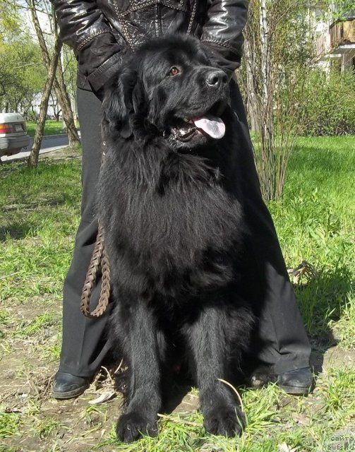 Фотография № 95949