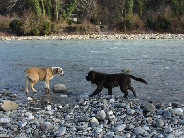 Фото: ньюфаундленд Potap Fidel' (Потап Фидель)