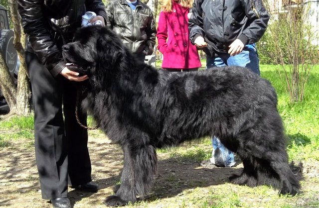 Фотография № 95954