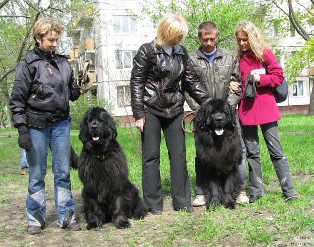 Фото: ньюфаундленд Funnewf Uletnaya Devchenka (Фанньюф Улетная Девчонка), ньюфаундленд Fann'yuf Uilgryem Syer (Фанньюф Уилгрэм Сэр), Ol'ga Braslavskaya (Ольга Браславская), Elena Bakova (Елена Бакова)