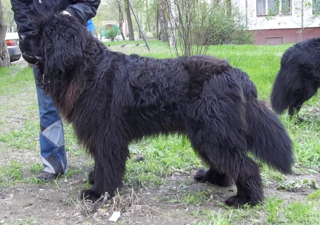 Фото: ньюфаундленд Fann'yuf Udachnyiy SHalopay (Фанньюф Удачный Шалопай)