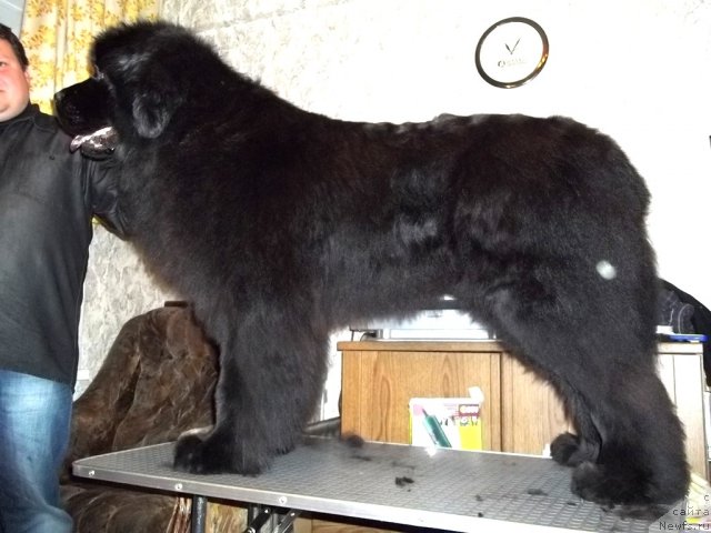 Фото: ньюфаундленд Fann'yuf Udachnyiy SHalopay (Фанньюф Удачный Шалопай)