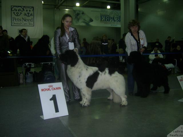 Фото: ньюфаундленд Super Bizon Baton (Супер Бизон Батон)