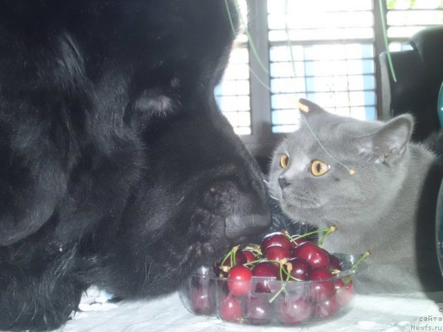 Фото: ньюфаундленд Pitern'yuf CHao-Kakao (Питерньюф Чао-Какао)