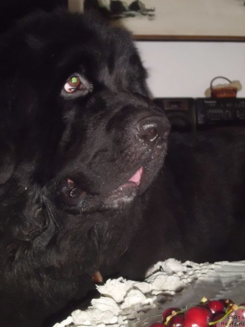 Фото: ньюфаундленд Pitern'yuf CHao-Kakao (Питерньюф Чао-Какао)