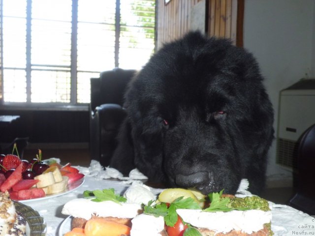 Фото: ньюфаундленд Pitern'yuf CHao-Kakao (Питерньюф Чао-Какао)