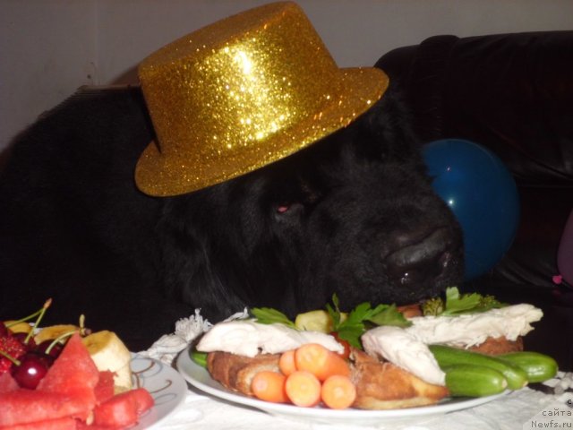 Фото: ньюфаундленд Pitern'yuf CHao-Kakao (Питерньюф Чао-Какао)