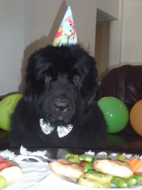 Фото: ньюфаундленд Pitern'yuf CHao-Kakao (Питерньюф Чао-Какао)