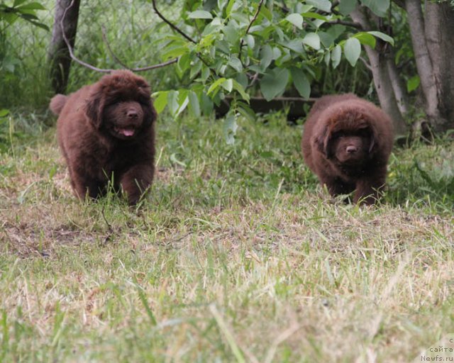 Фотография № 95990