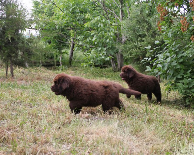 Фотография № 95992