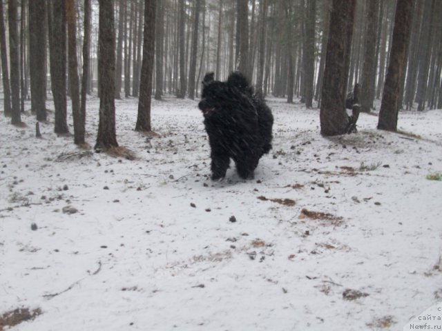 Фото: ньюфаундленд Yarada iz Sibirskoy Glubinki (Ярада из Сибирской Глубинки)