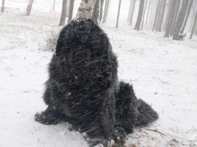 Фото: ньюфаундленд Karat iz Medvejyego Yara (Карат из Медвежьего Яра)