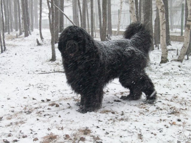 Фото: ньюфаундленд Karat iz Medvejyego Yara (Карат из Медвежьего Яра)