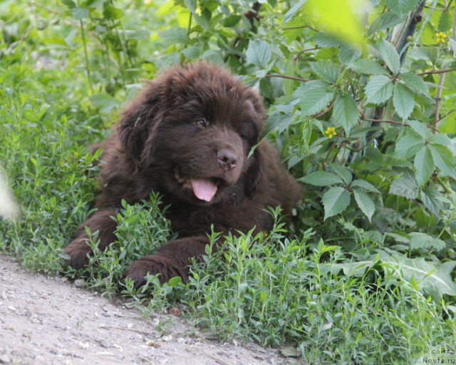 Фотография № 95998