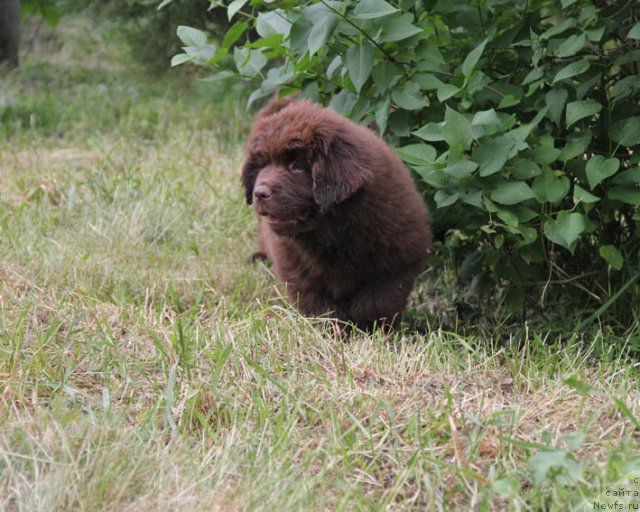 Фотография № 95999