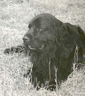 Фото: ньюфаундленд Basma (Басма)