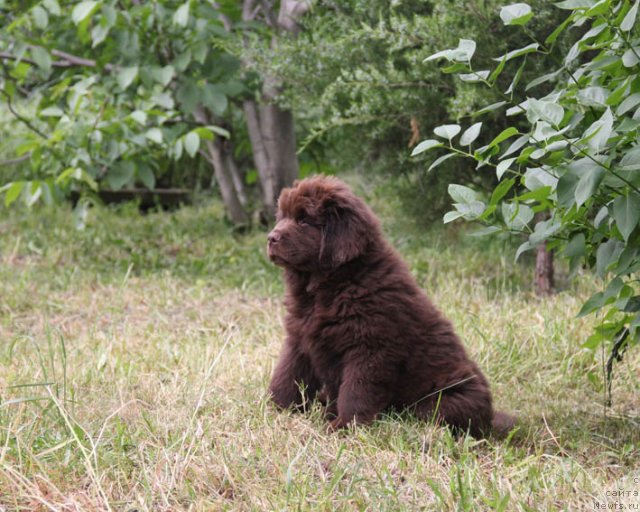 Фотография № 96000