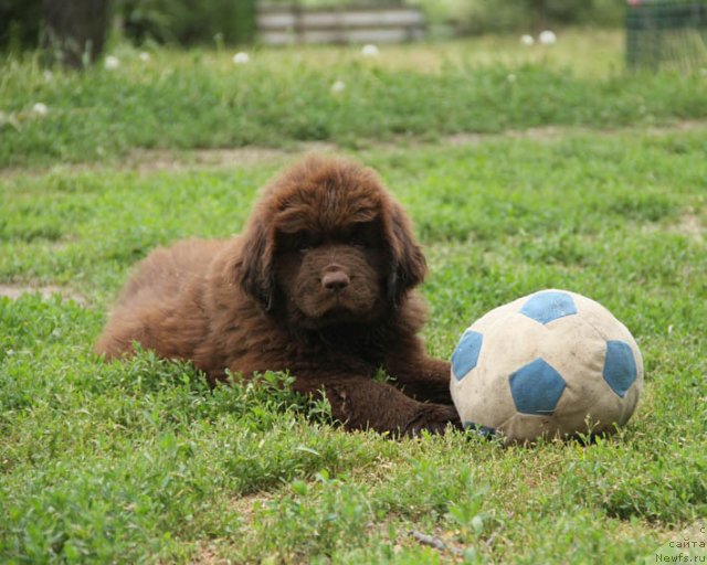 Фотография № 96001