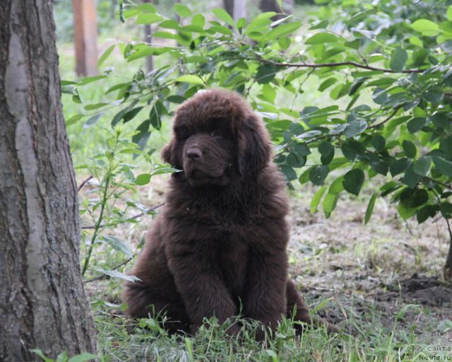 Фотография № 96003